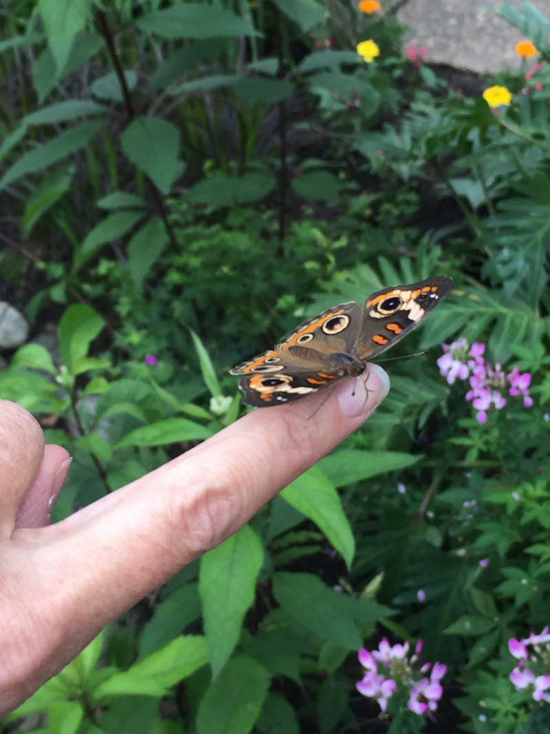 buckeye butterfly, summer 2017
